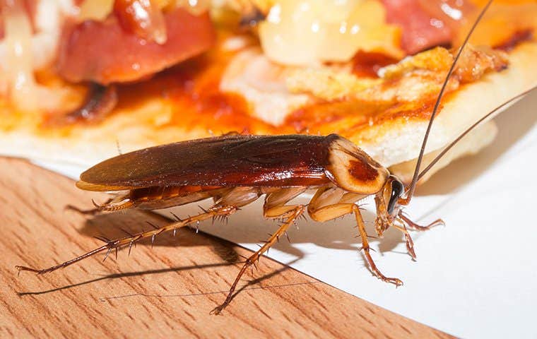 a cockroach on food in tucson arizona