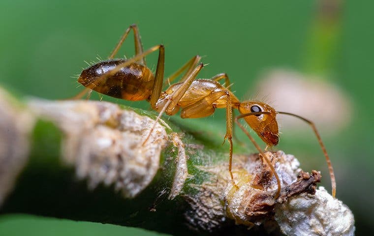 argentine ant on a plant