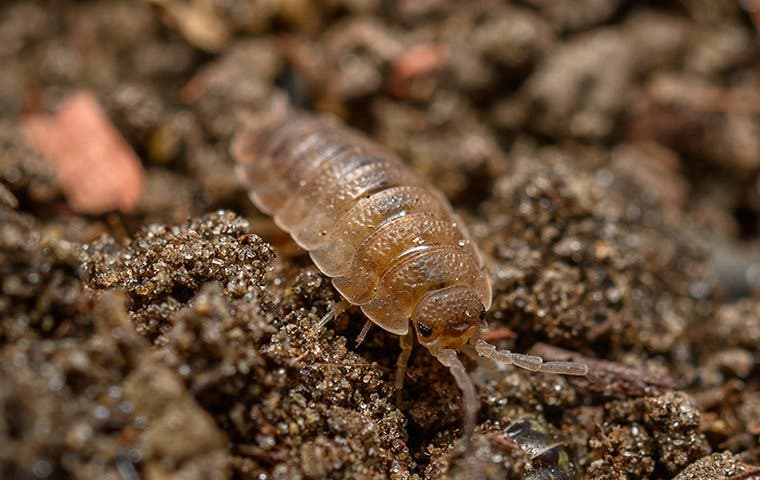 sowbug crawling in dirt