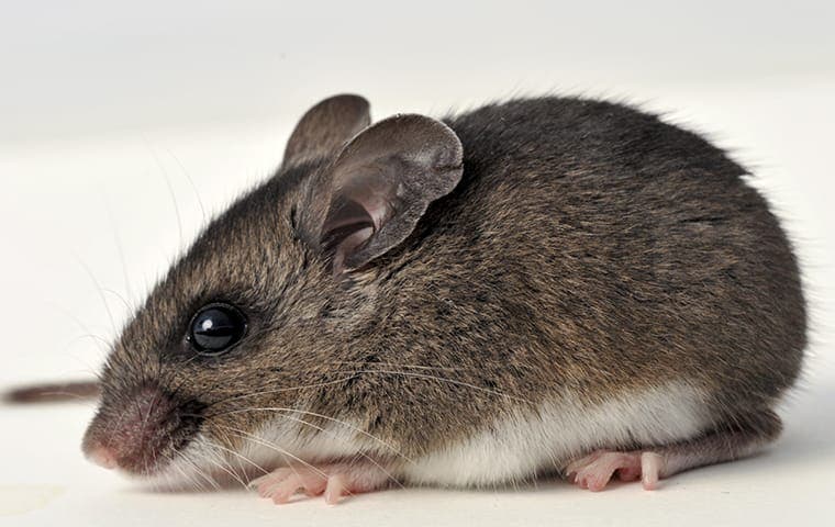 up close image of a mouse inside a home