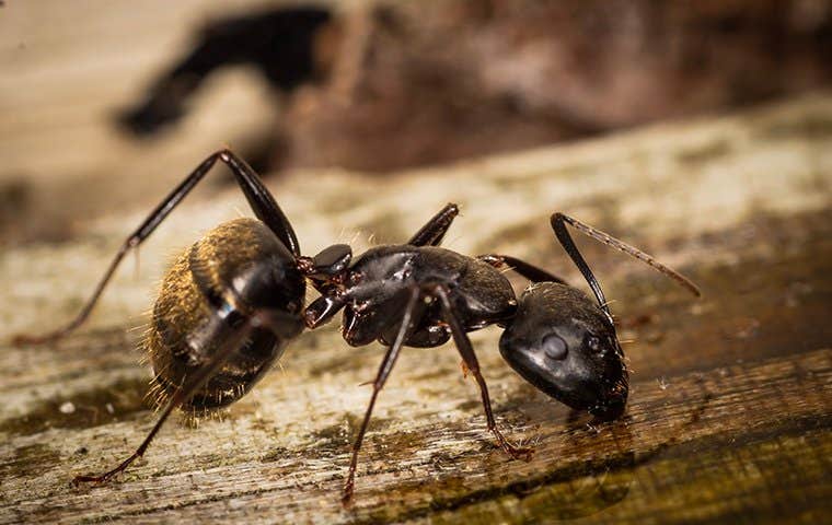 a big carpenter ant on a board