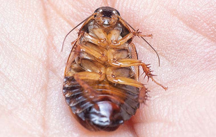 baby cockroach in someone's hand