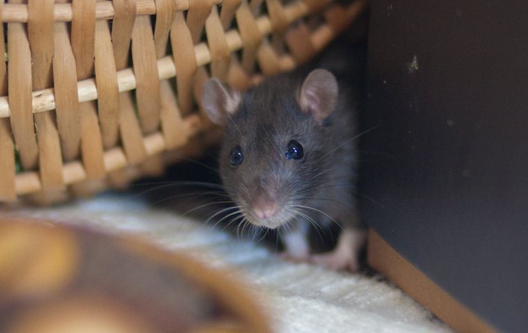 rat in pantry