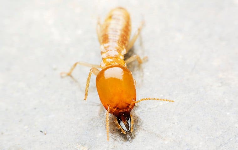 termite crawling on wooden table