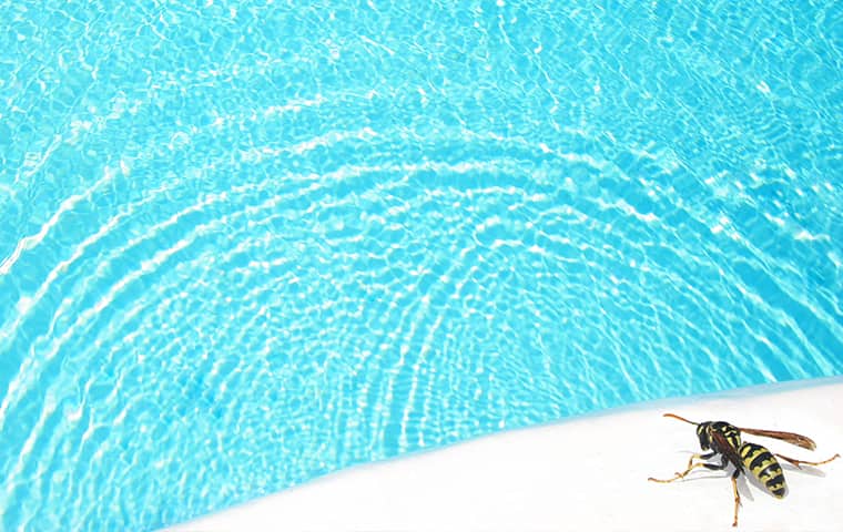 wasp on a pool