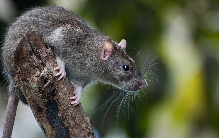 rat outside home on branch