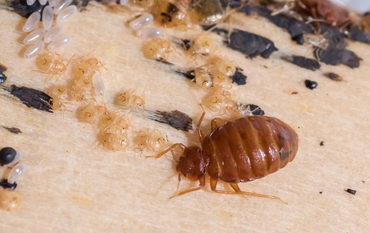 a bed bug and larvae