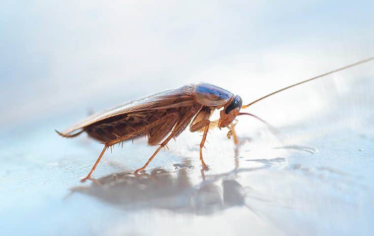 german cockroach on a wet plate