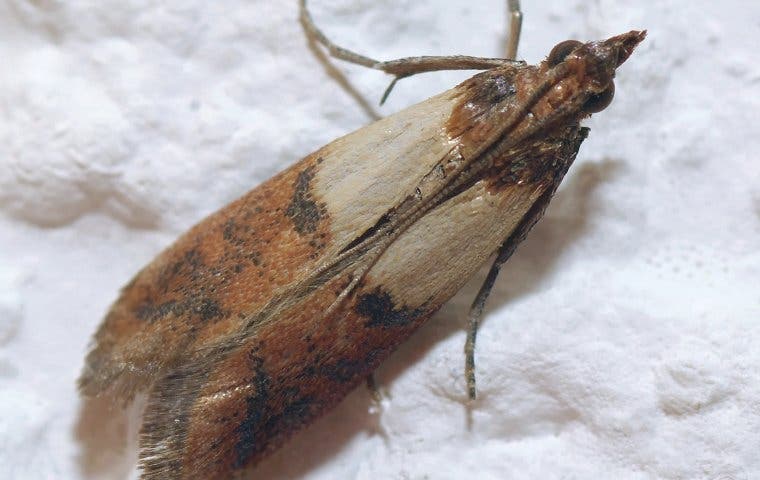 meal moth crawling on floor