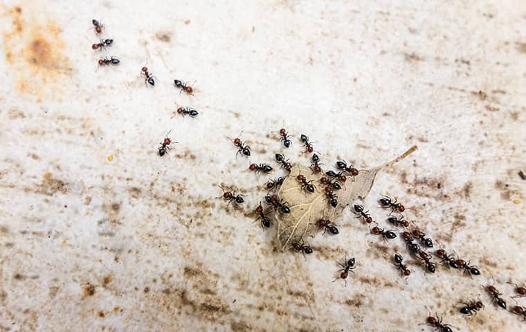 pavement ants picking up a leaf