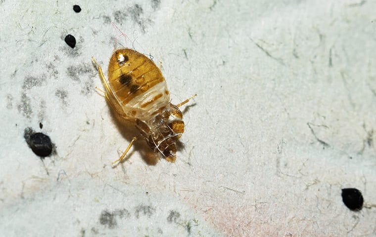 bed bug on filthy sheets