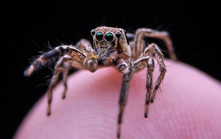 jumping spider on the tip of a finger