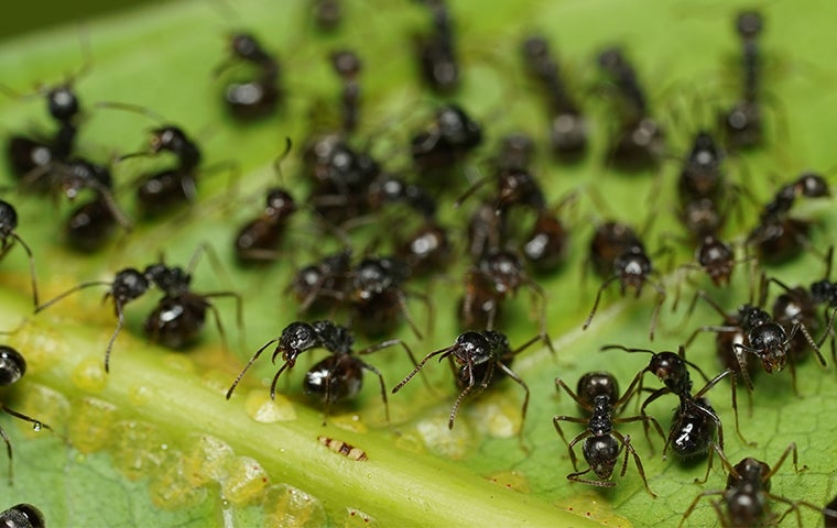 ant swarm on a leaf