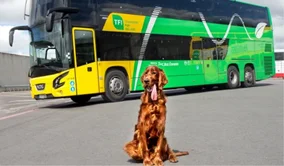 red setter dog sitting in front of PSO green and yellow bus