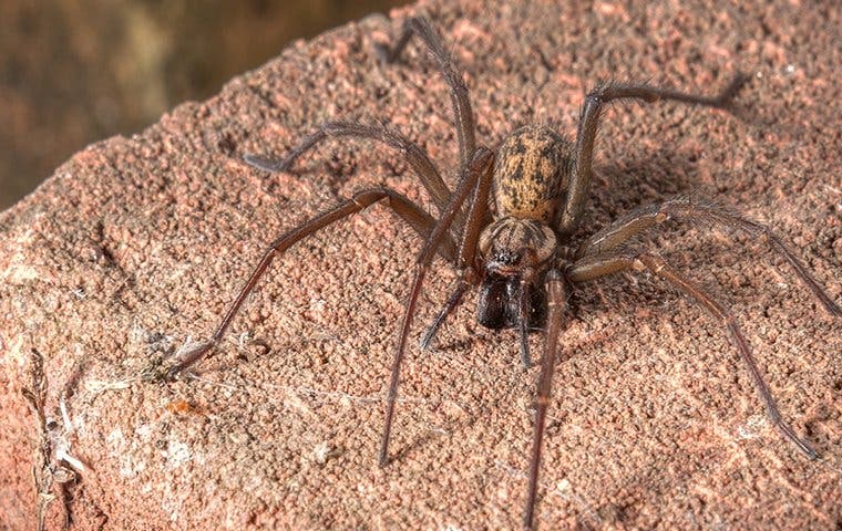 house spider on rock