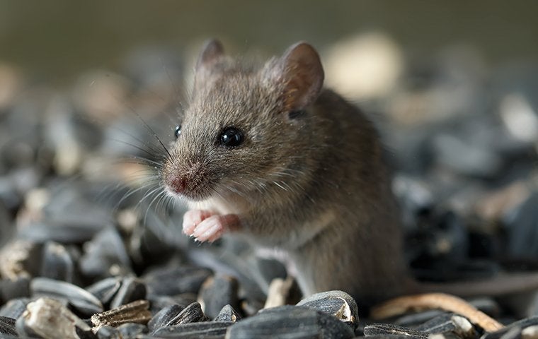 close up of mouse eating seeds