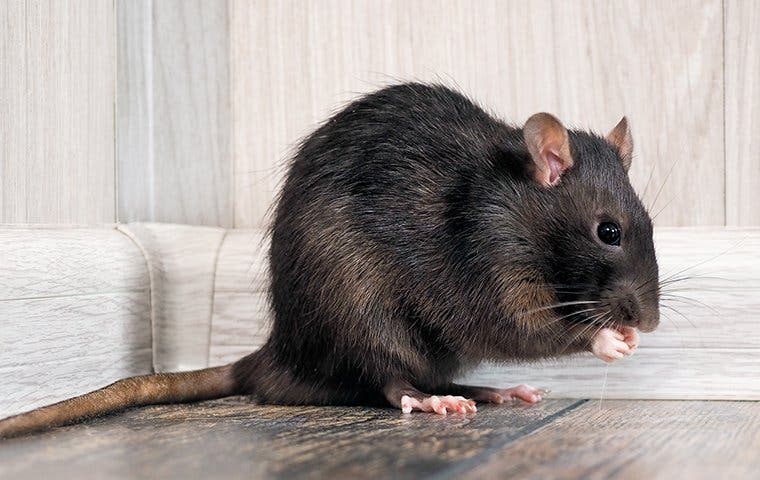 rat eating food in a corner