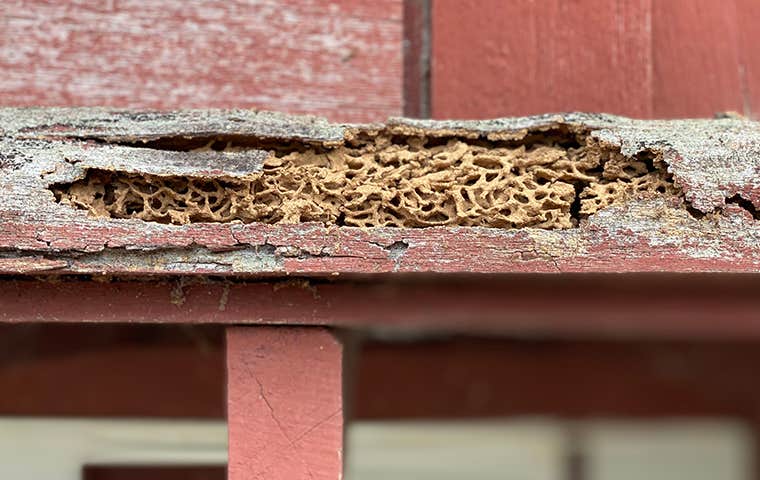 Wood damage on the exterior of a home