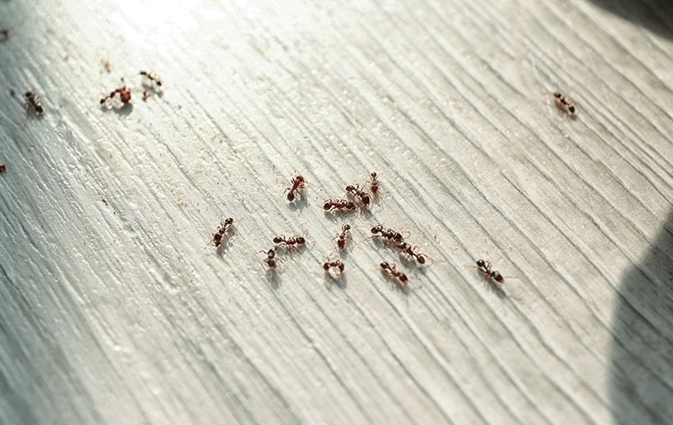 ants crawling in a kitchen