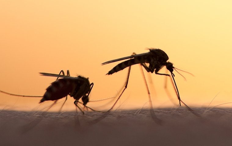 mosquitoes biting human skin at night