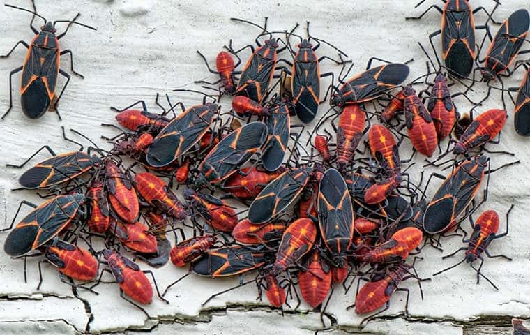 a large group of box elder bugs