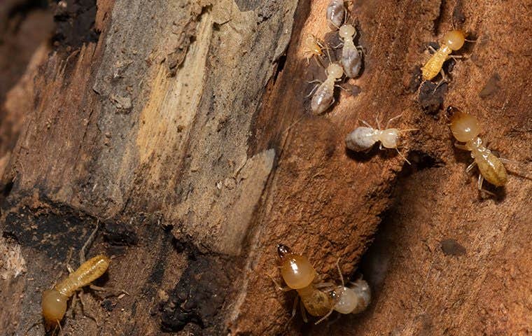 termites on damaged wood
