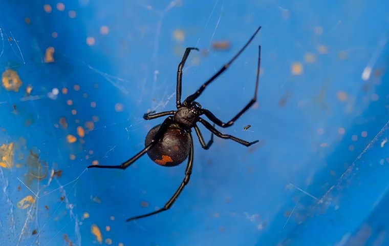 black widow spider making a web