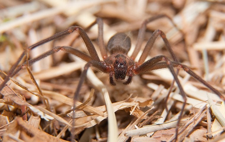 brown recluse spider crawling in grass