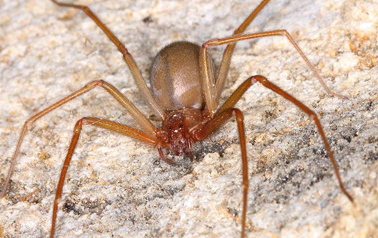 a brown recluse on the ground