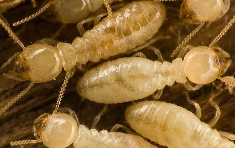 termite soldiers on the ground