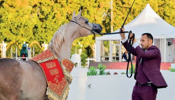 Šampionát koní v Abú Zabí