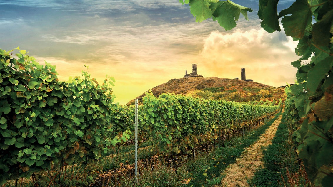 
Zámecké vinařství Třebívlice: Elegantní vína ze severu