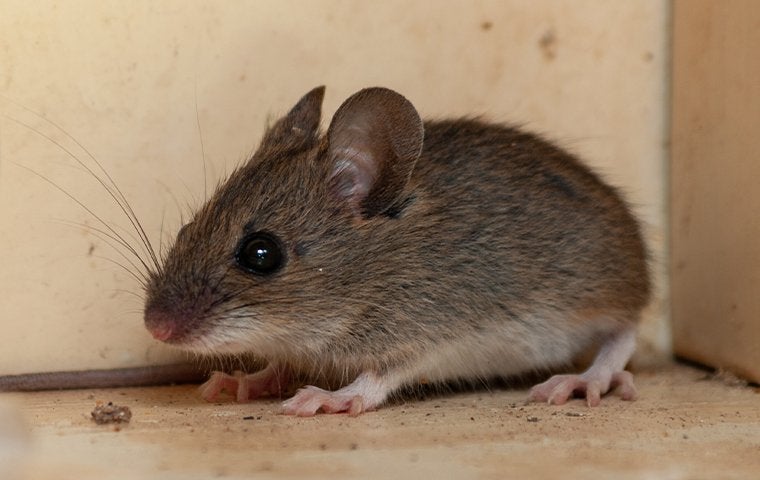 mouse hiding in the corner of a house