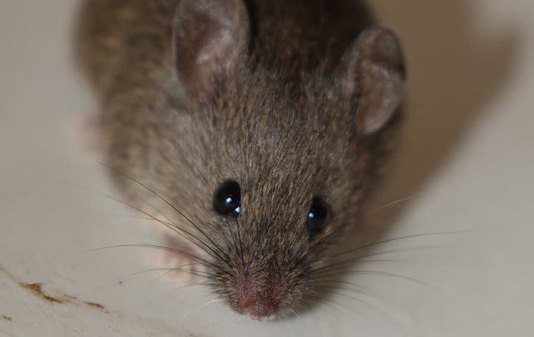 close up of a house mouse in a home