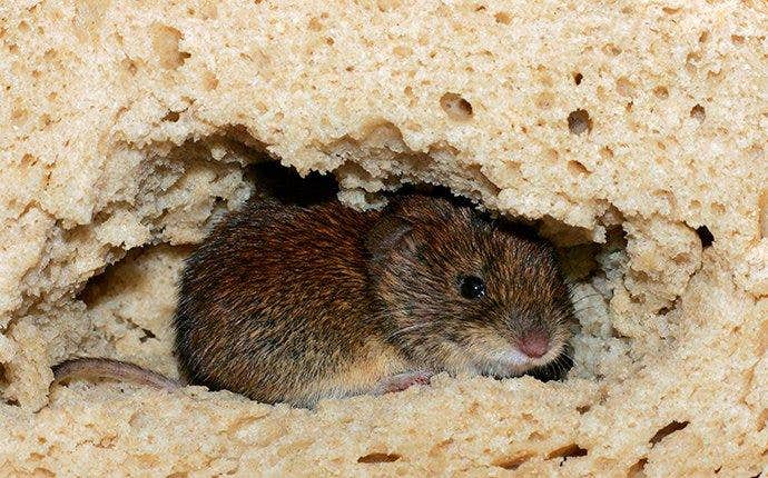 mouse in bread in rolesville north carolina