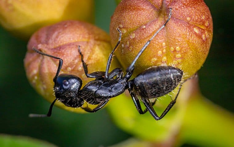 carpenter ant on a plant