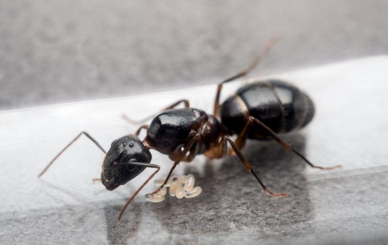 black carpenter ant 