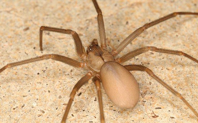 a brown recluse spider in a kitchen