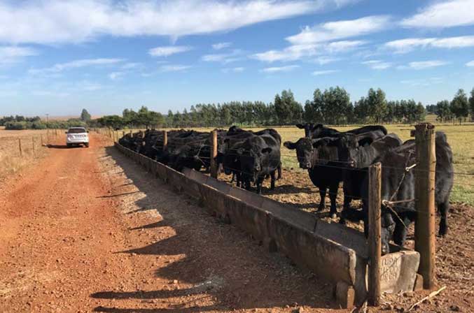 Novilhas pretas na fase de recria sendo alimentadas próximas a uma cerca, que faz divisão direta com a estrada de terra.