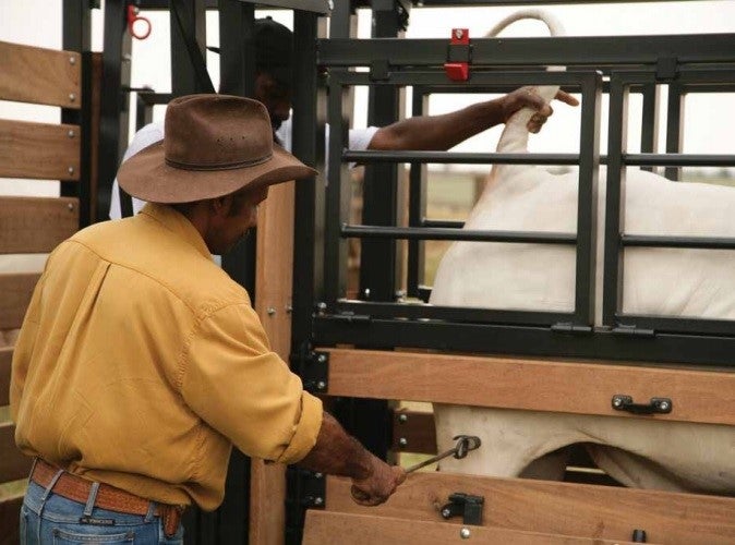 Pecuarista marcando vaca com prática milenar do fogo, a vaca está imobilizada em uma plataforma de madeira específica, sendo vistoriada por outro pecuarista.