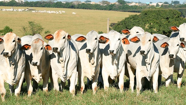 Vacas olhando para frente, organizadas lado a lado.