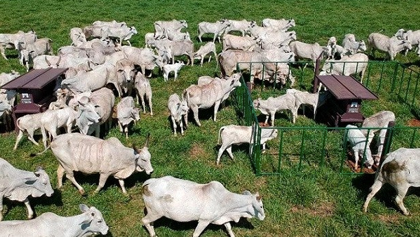 Touros jovens se alimentando com sistema creep feeding