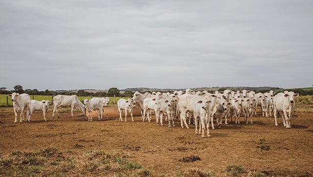 Bezerros em volta de uma vaca no campo.
