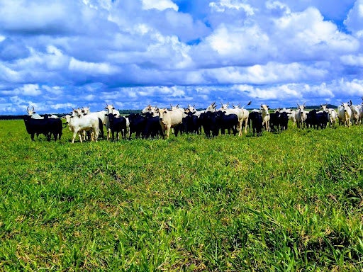 Vacas Nelore com bezerros cruzados no pasto