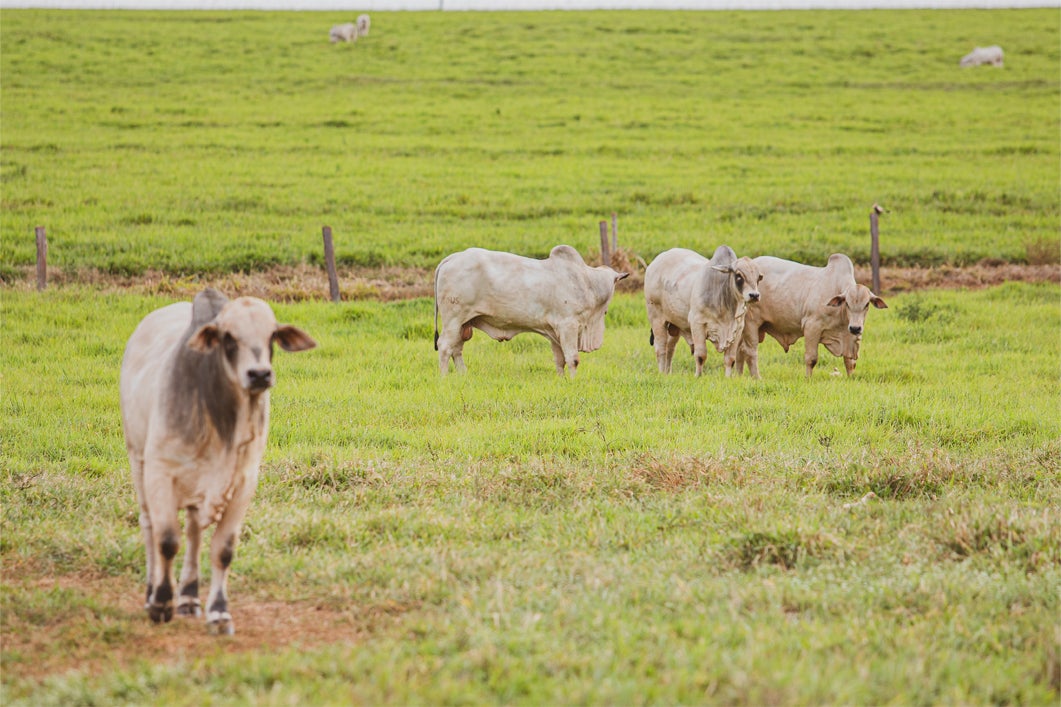 Vaca caminhando em direção ao espectador, enquanto há três outras vacas paradas ao fundo, observando a paisagem. Duas, das três vacas, olham em frente, enquanto uma olha para trás