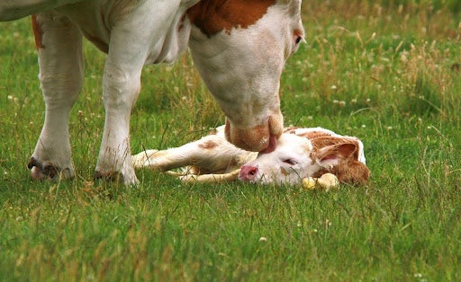 Vaca higienizando seu bezerro recém nascido com lambidas no rosto, sobre um pasto verde.