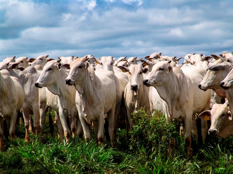 Rebanho Nelore imponente no pasto verde, sob céu nublado