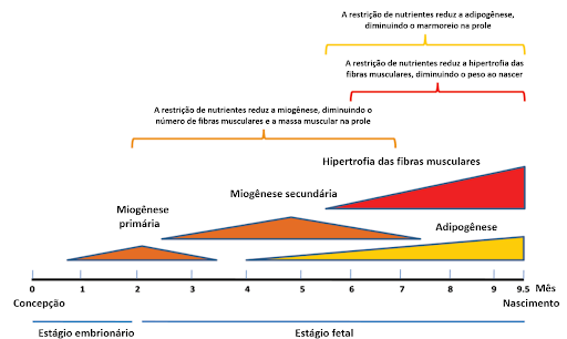 Gráfico mostrando os impactos da restrição alimentar nas vacas de acordo com a fase da gestação