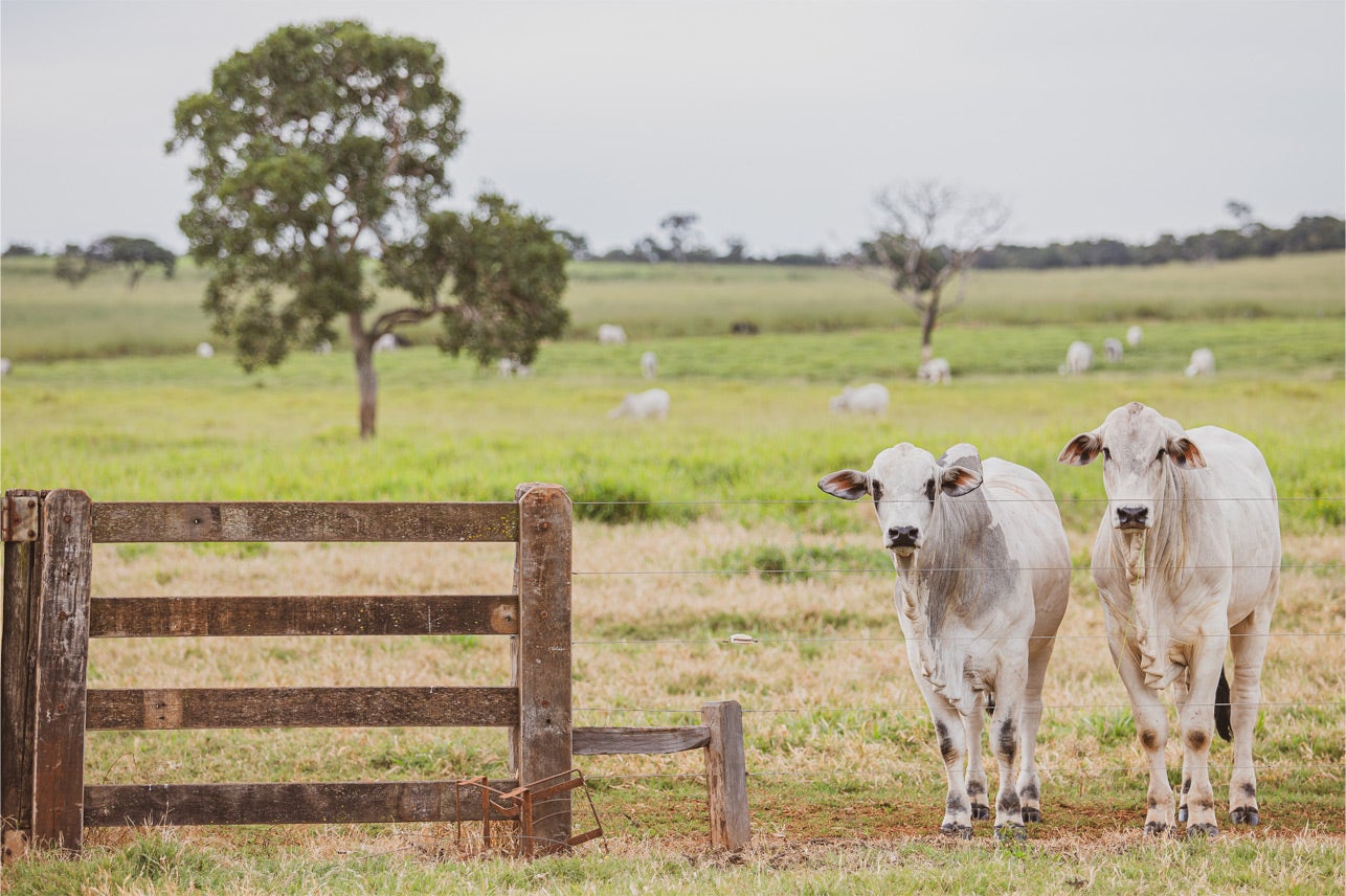 Bezerro e vaca no pasto ao lado de uma cerca de madeira, com pasto extenso e verde ao fundo.