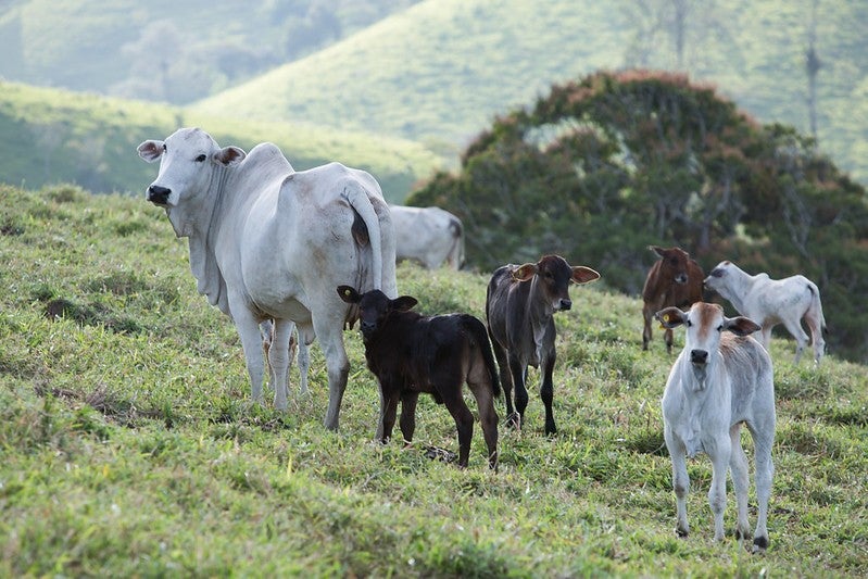 Três bezerros em volta de uma vaca olhando em direção à câmera, ao fundo, há mais dois bezerros e uma vaca pastando no campo.